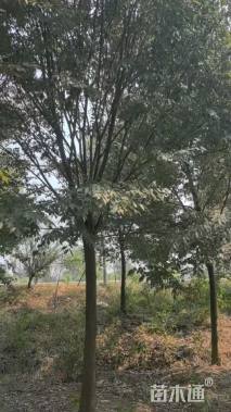 12公分榉树