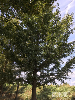 30公分嫁接银杏