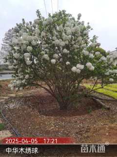 高度400厘米中华木绣球