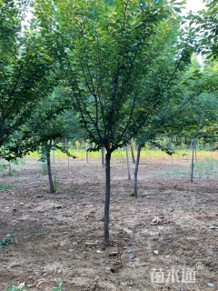 12公分日本晚樱