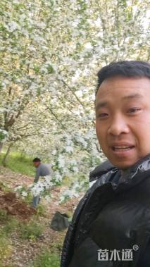 17公分八棱海棠