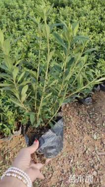 高度25厘米毛鹃