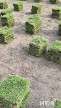 草卷状马尼拉草