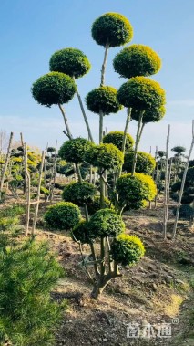 8公分造型亮晶女贞