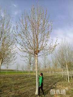 19公分速生法桐