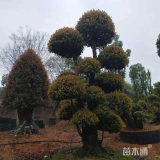 60公分椤木石楠