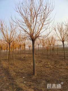 15公分金枝槐