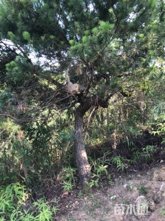 高度5000厘米黑松