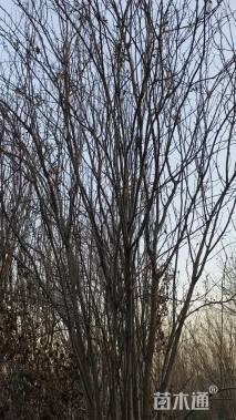 15公分西府海棠