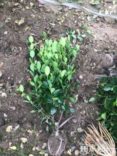 高度50厘米大叶黄杨