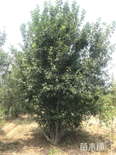 高度700厘米丛生海棠