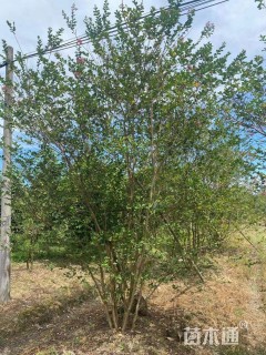 高度400厘米丛生紫薇