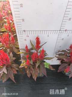 高度15厘米半支莲