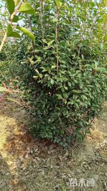 冠幅300厘米红叶石楠球