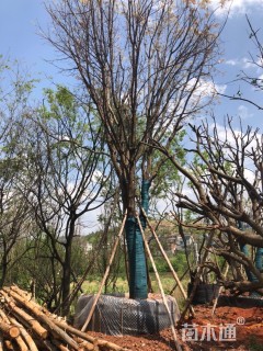 高度300厘米青香木