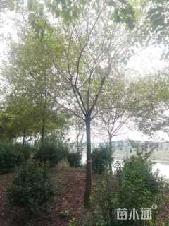 15公分朴树