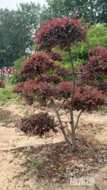 10公分造型红叶李