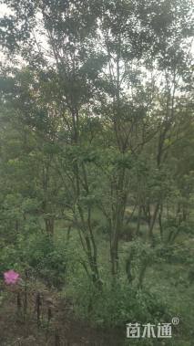 10公分(5杆)丛生乌桕