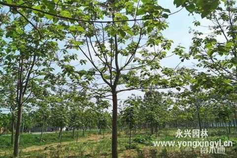 18公分紫花泡桐