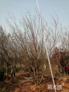 高度550厘米丛生元宝枫