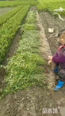 高度60厘米云南黄馨