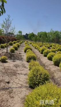 冠幅50厘米亮晶女贞球