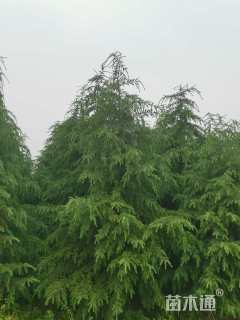 移栽苗北非雪松