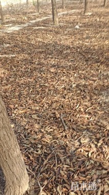 18公分杏仁厚壳桂