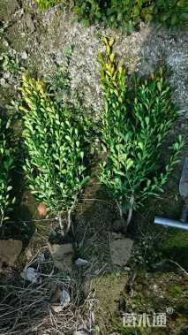 高度50厘米瓜子黄杨
