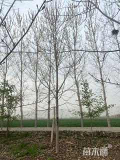 12公分美国红枫-秋火焰