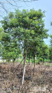 20公分黄花风铃木