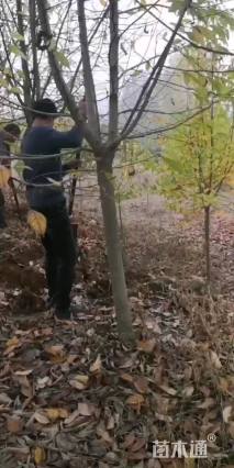 10公分二乔玉兰