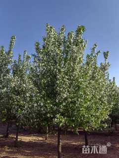 14公分垂丝海棠