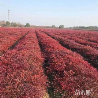 高度40厘米南天竹