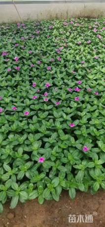 高度20厘米长春花