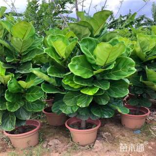 高度60厘米琴叶榕
