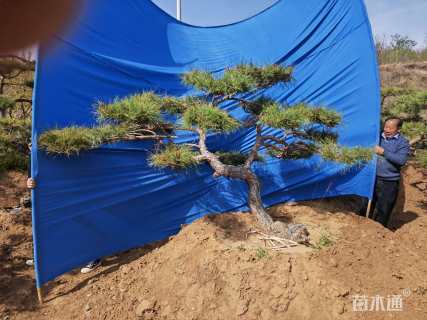 20公分造型赤松