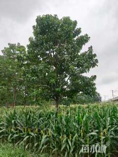 18公分楸树