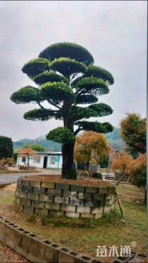 原生苗造型罗汉松