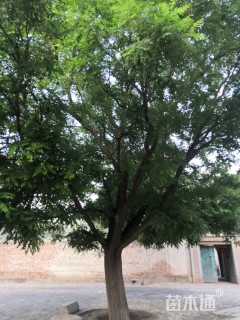 30公分国槐