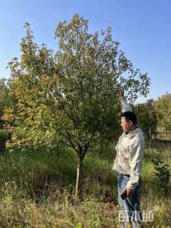 16公分红叶石楠