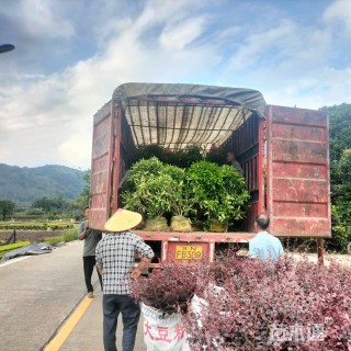 高度60厘米非洲茉莉