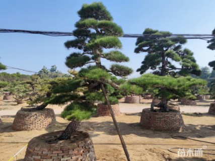 高度300厘米黑松