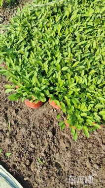 高度20厘米金鸡菊