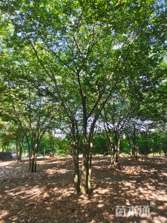 40公分丛生朴树