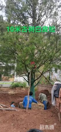 高度1000厘米白皮松