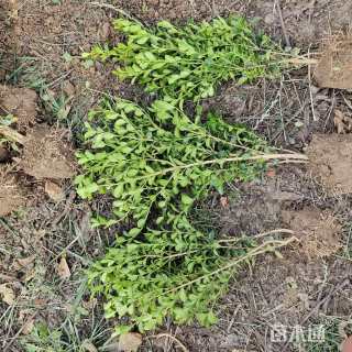 高度35厘米瓜子黄杨