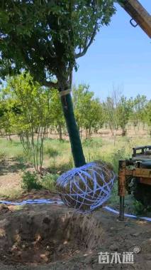 12公分北美海棠