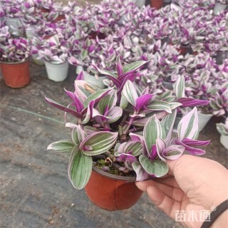 高度25厘米油画 吊兰