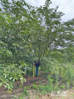 18公分染井吉野樱